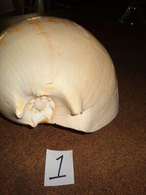 Sea Shell Authentic Melo Umbilicatus Large 13" Nature's Beauty